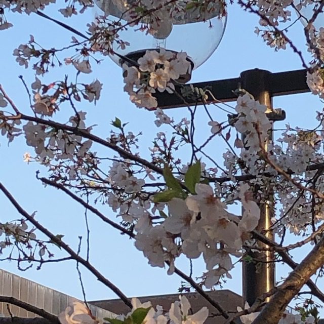 がんセンター桜