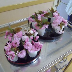 緩和ケアお花見、八重桜
