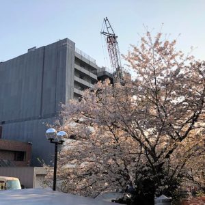 がんセンターの桜事務局棟側