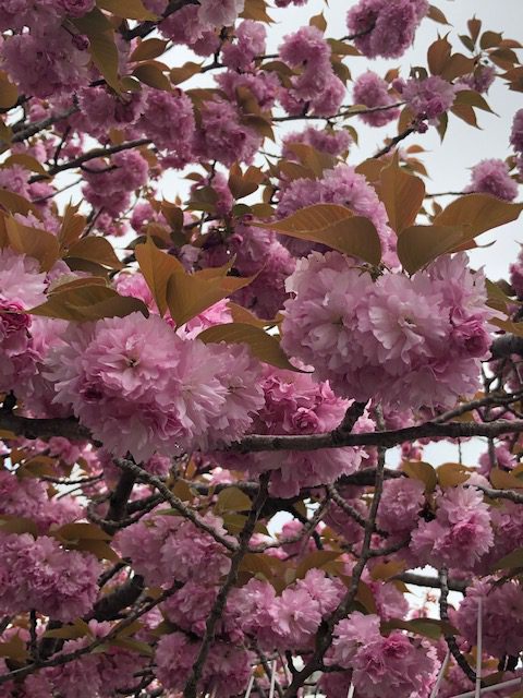 八重桜アップ