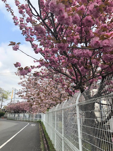 がんセンター八重桜