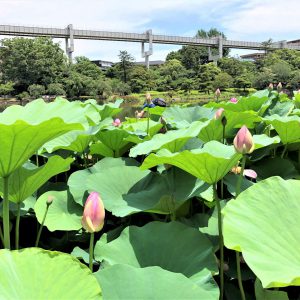 モノレールと大賀ハス