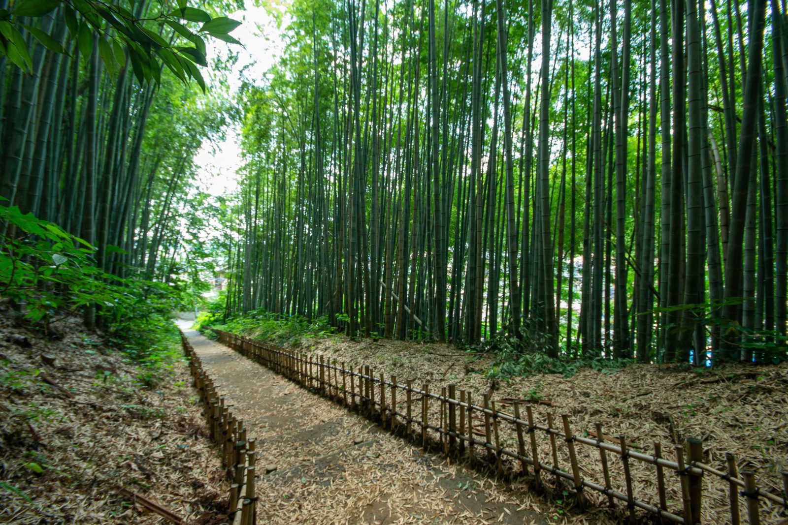 佐倉の竹林道