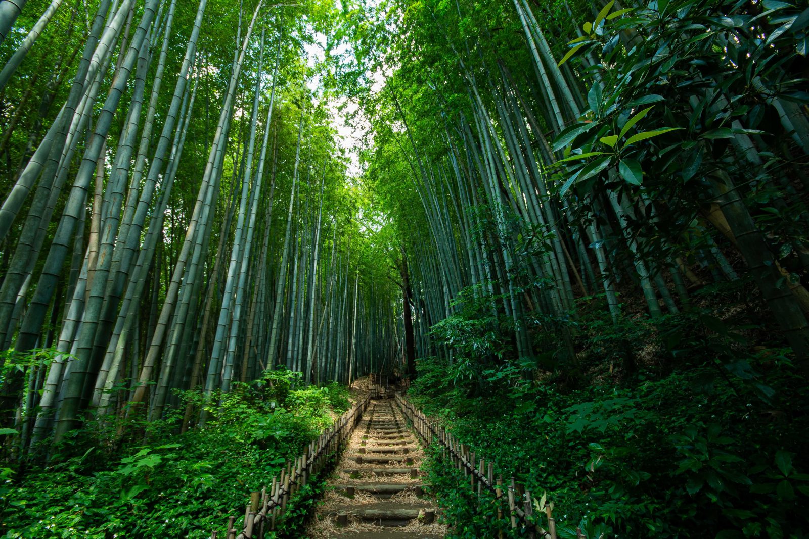 佐倉の竹林道