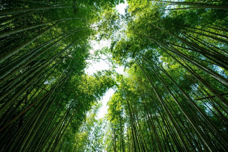 佐倉の竹林